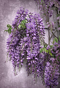 Wistful Wisteria Photograph by Jessica Jenney