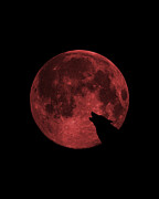 Wolf Howling Blood Moon Digital Art by Flippin Sweet Gear