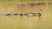 Wood Duck Hen and ducklings - Shasta County California Photograph by Mike Lee