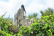 Wood Stork Family Portrait Photograph by Rebecca Herranen