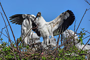 Wood Storks Photograph by David McKinney