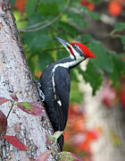 Woody Photograph by Gina Fitzhugh