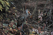Woody Limpkin Photograph by David McKinney