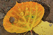 World in a Waterdrop 2 Photograph by Sunniye Buesing