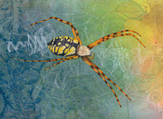 Writing Spider-Argiope aurantia Painting by Marie Stone-van Vuuren