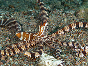 Wunderpus Photograph by Brian Weber