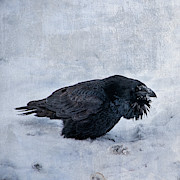 Yard Bird Photograph by Fred Denner