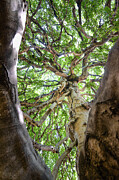 Yarmouth Beech Photograph by Steven Nelson