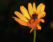 Yellow Flower - Beetle - It's not raining, you're crying Photograph by Robert Niemeier