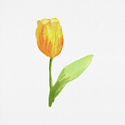 Yellow Friendship Tulip Painting by Elizabeth Reich