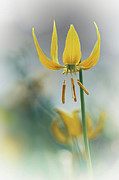 Yellow Glacier Lily Photograph by Ursula Abresch