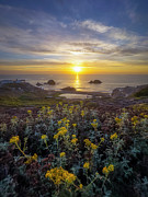 Yellow Photograph by Louis Raphael