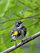 Yellow-Rumped Pose Photograph by Gina Fitzhugh
