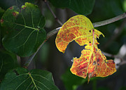 Yellow Sea Photograph by Gian Smith