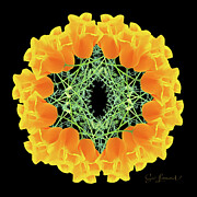 Yellow tulip mandala Photograph by Sue Leonard