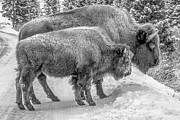 Yellowstone Bison in Winter Photograph by Michael DeGrenier