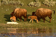 Yellowstone Bison Red Dog Season Photograph by Adam Jewell