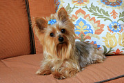 Yorkie on orange chaise Photograph by Dawn Richards