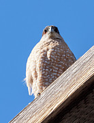 Yo. You Lookin At Me? Photograph by Joe Schofield
