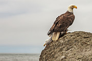 Ruby Beach Eagle and Prey Photograph by Michael DeGrenier