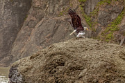Young Eagle with Seafood Photograph by Michael DeGrenier