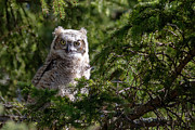 Young Great Horned Owl Photograph by Linda Ryma