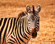 Zebra Portrait Photograph by Bruce Block