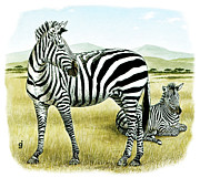 Zebras Painting by Gene Jarvis