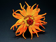 Zinnia A la seconde Photograph by Joe Schofield