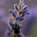 Bee gathering nectar from lavender flower at sunset