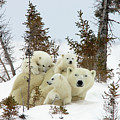 Polar Bear Ursus Maritimus Trio