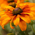 Yellow And Orange Petals