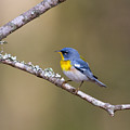 Northern Parula