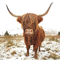 Highland Cow