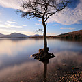Loch Lomond Tree