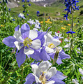American Basin Columbine