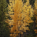 Aspen Gold