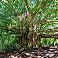 Banyan Beauty