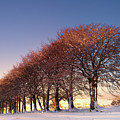 Beeches at Sunset by Kype Hills