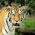 Bengal Tiger by Joann Copeland-Paul