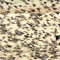 Bird Blizzard