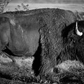 Bison bull