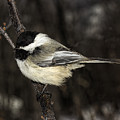 Black-Capped Chickadee