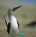 Blue-footed Booby Sula Nebouxii