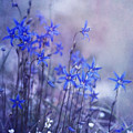bluebell heaven