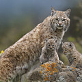 Bobcat Mother And Kittens North America