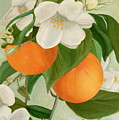 Branch Of Orange Tree In Bloom