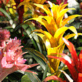Bromeliads