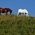 Brown and white horse grazing together in a grassy field