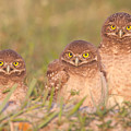 Burrowing Owl Siblings